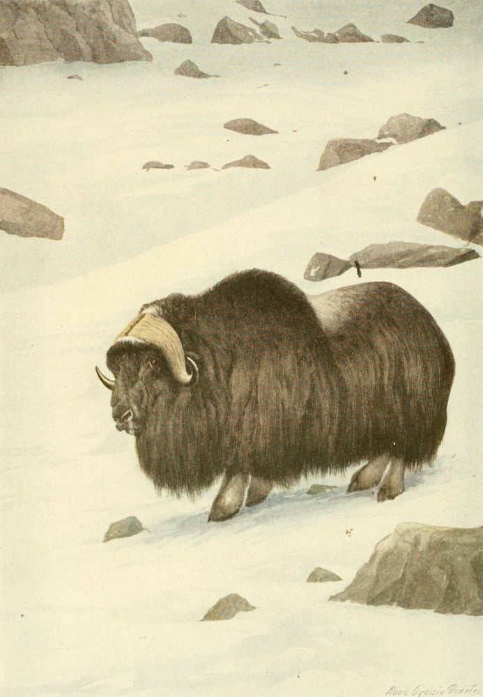 Wild Animals of N America 1918 Musk Ox Canvas Art - LA Fuertes (24 x 36)