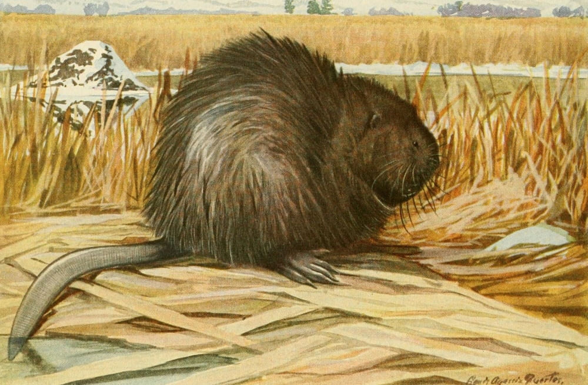Wild Animals of N America 1918 Muskrat Canvas Art - LA Fuertes (24 x 36)