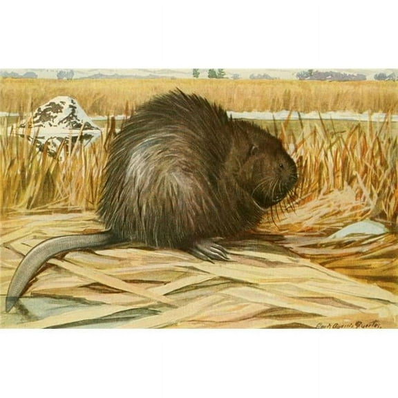Wild Animals of N. America 1918 Muskrat Poster Print by L.A. Fuertes - 18 x 24