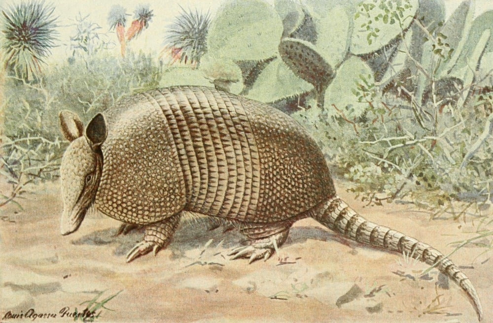 Wild Animals of N America 1918 Nine-banded Armadillo Canvas Art - LA Fuertes (24 x 36)