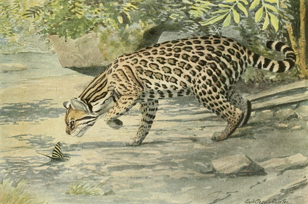 Wild Animals of N America 1918 Ocelot Canvas Art - LA Fuertes (24 x 36)