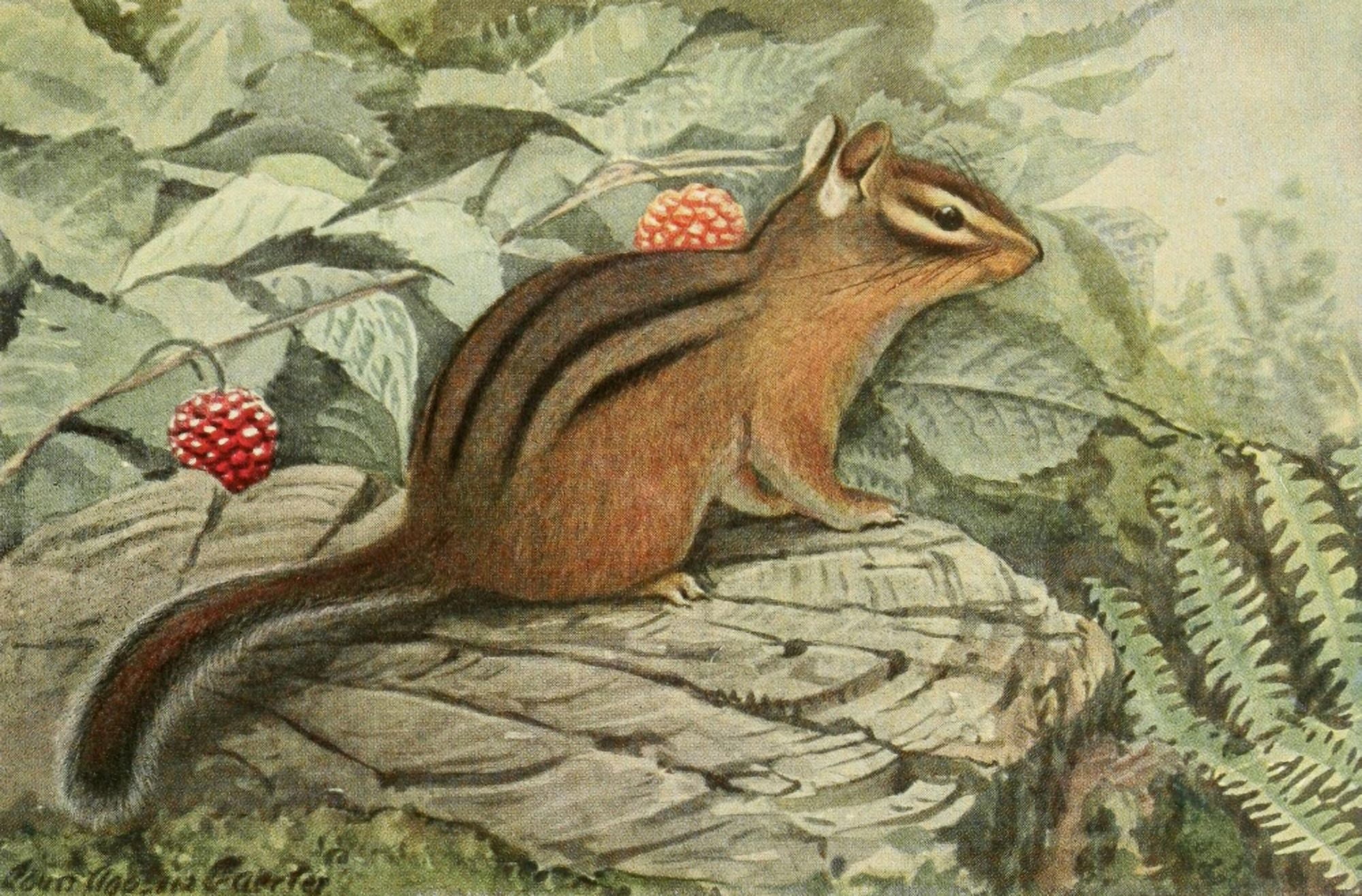 Wild Animals of N America 1918 Oregon Chipmunk Canvas Art - LA Fuertes (18 x 24)