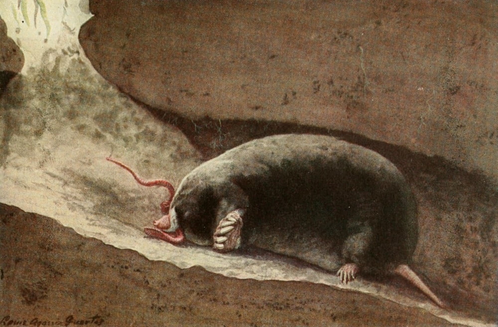 Wild Animals of N America 1918 Oregon Mole Canvas Art - LA Fuertes (24 x 36)