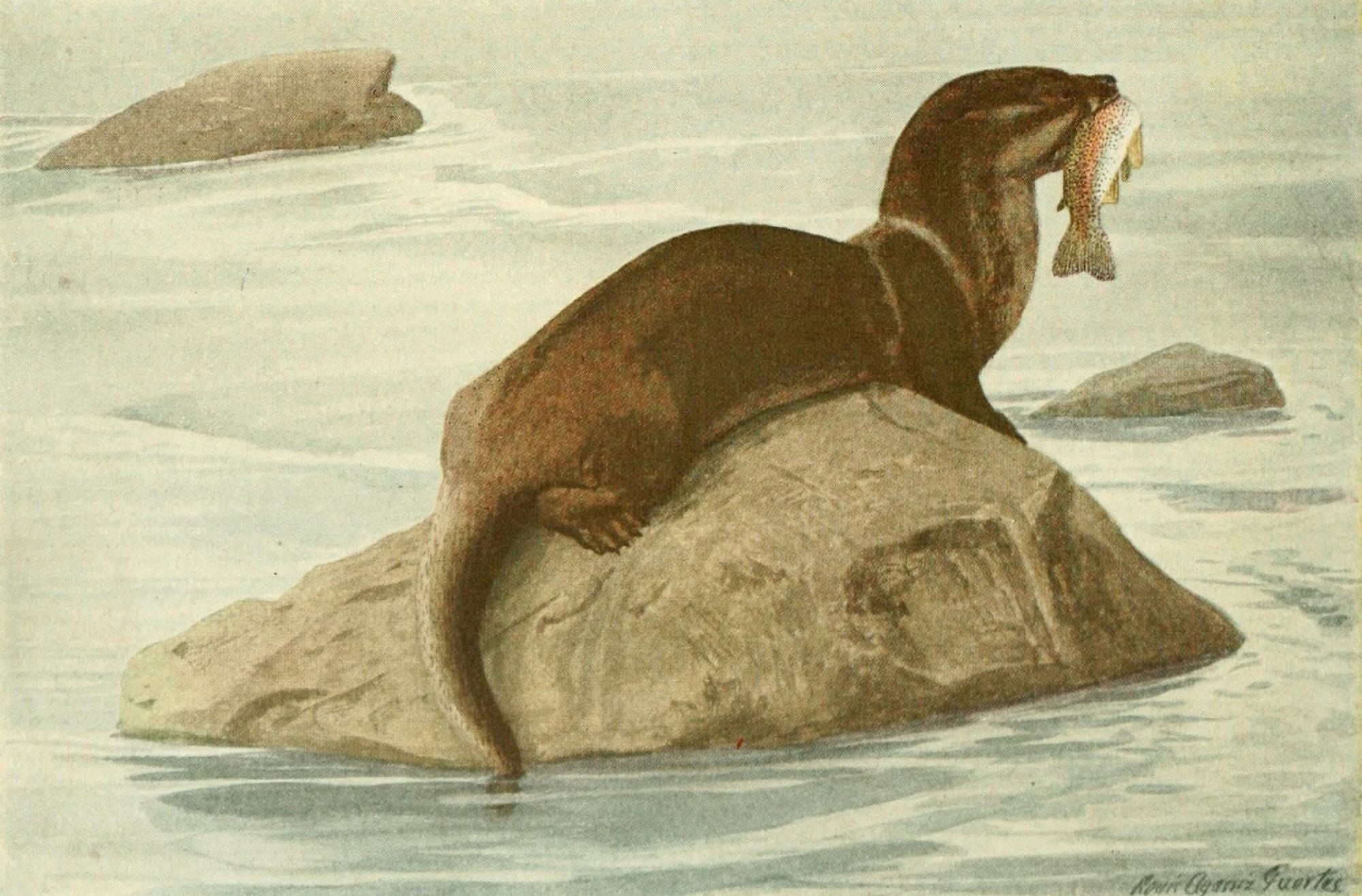 Wild Animals of N America 1918 Otter Canvas Art - LA Fuertes (18 x 24)