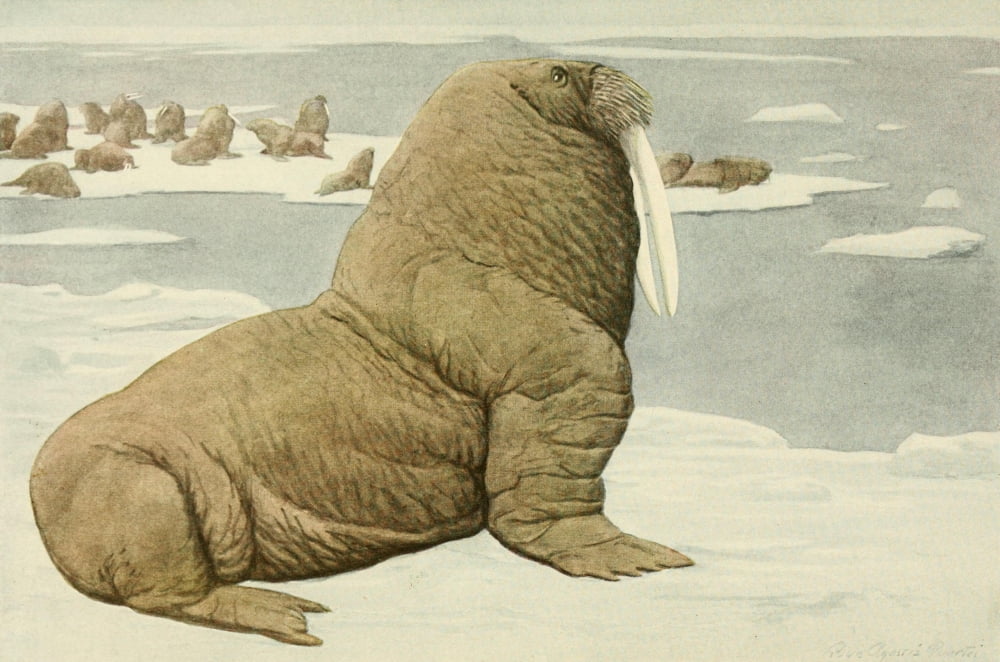 Wild Animals of N America 1918 Pacific Walrus Canvas Art - LA Fuertes (18 x 24)