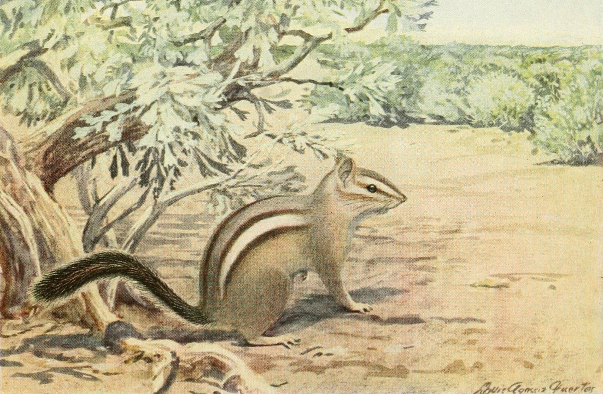 Wild Animals of N America 1918 Painted Chipmunk Canvas Art - LA Fuertes (18 x 24)