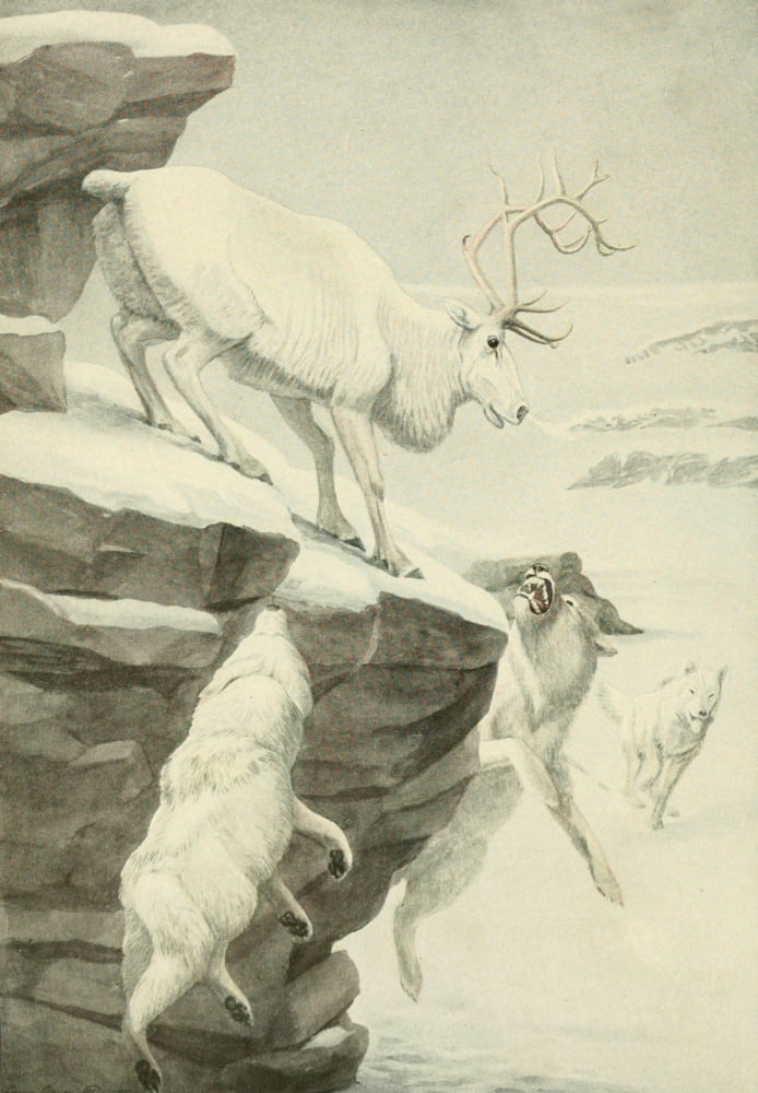 Wild Animals of N America 1918 Peary Caribou & Arctic Wolf Canvas Art - LA Fuertes (24 x 36)
