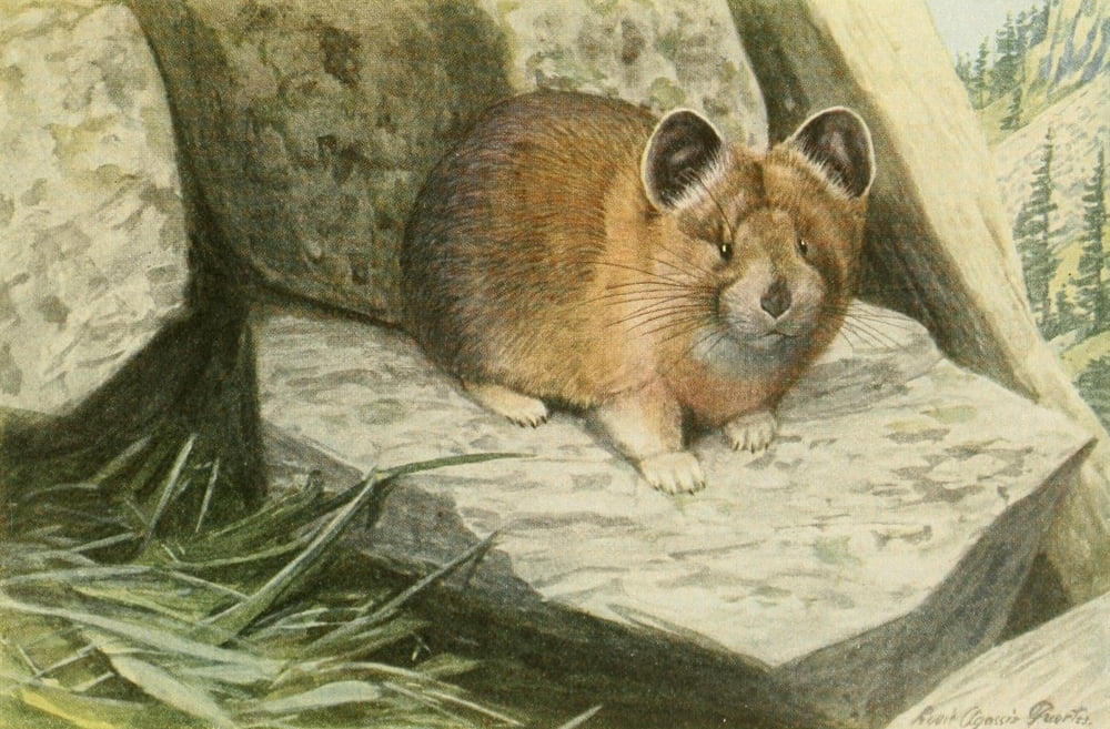 Wild Animals of N America 1918 Pika or Cony Canvas Art - LA Fuertes (18 x 24)