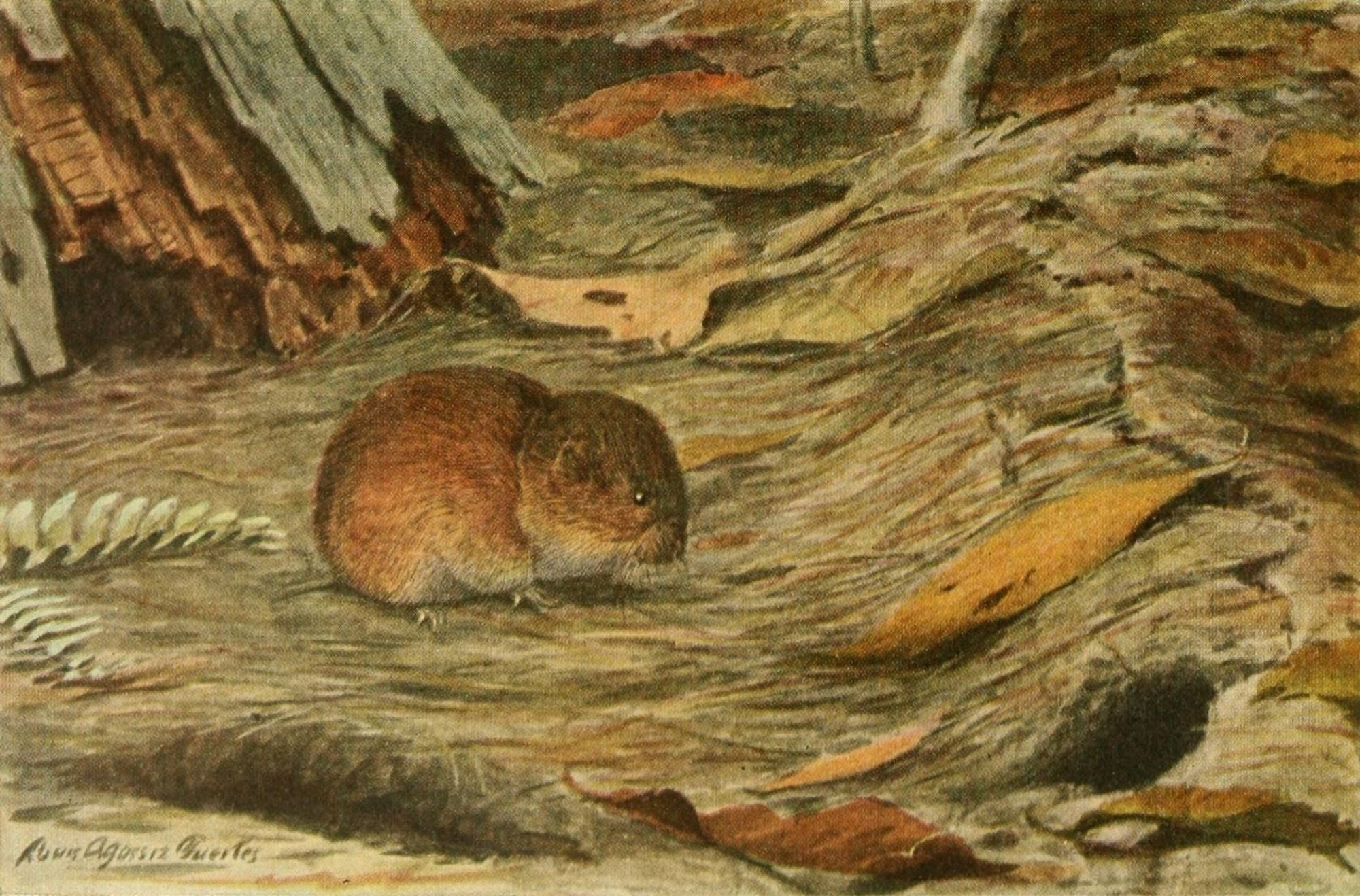 Wild Animals of N America 1918 Pine Mouse Canvas Art - LA Fuertes (18 x 24)