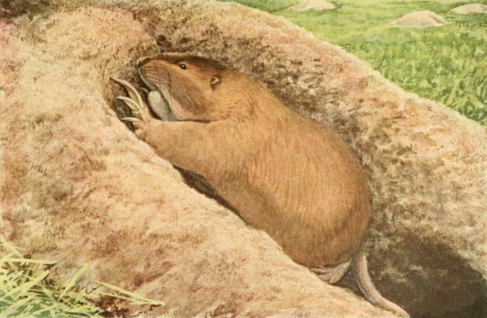 Wild Animals of N America 1918 Pocket Gopher Canvas Art - LA Fuertes (18 x 24)