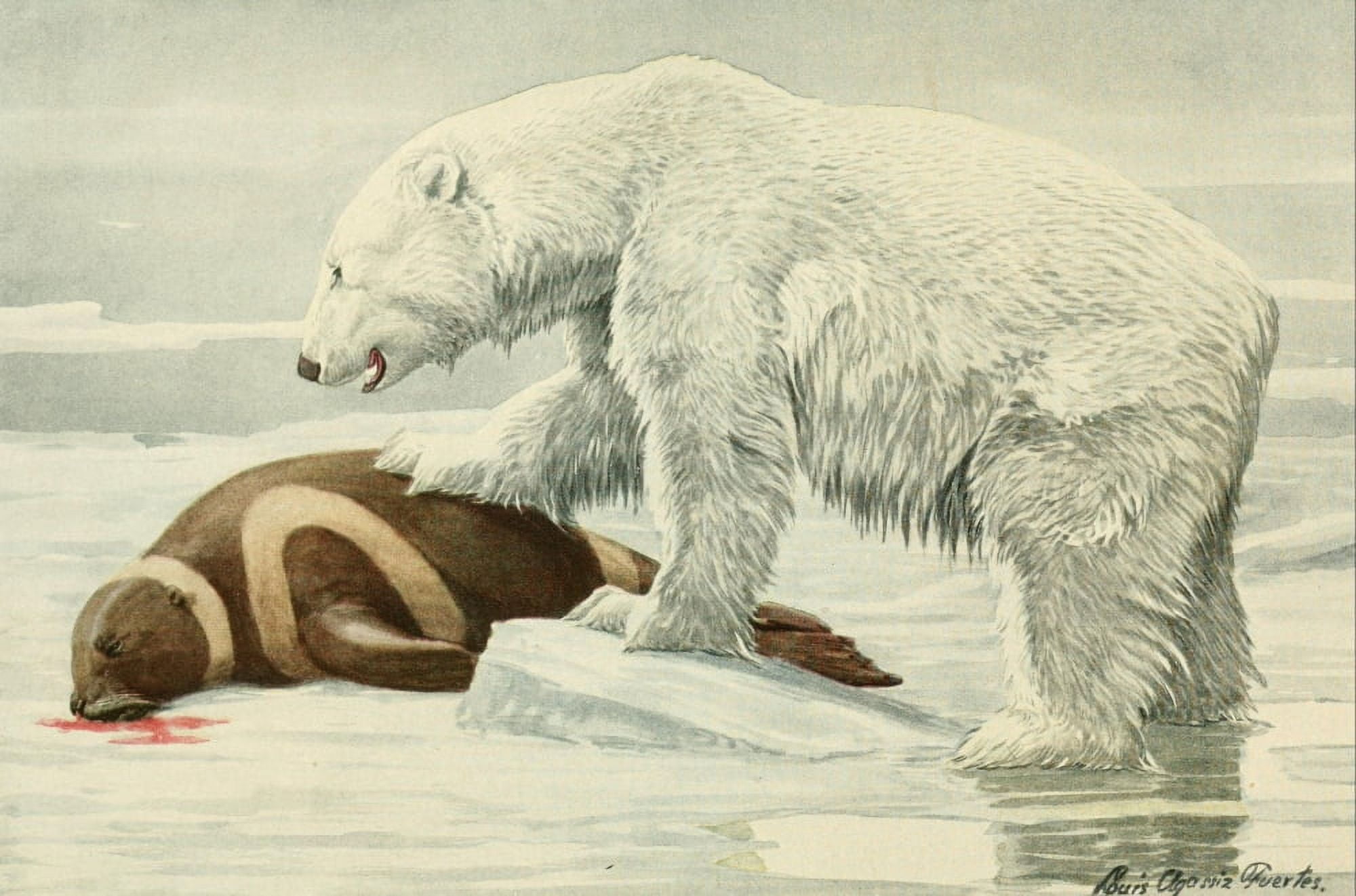Wild Animals of N America 1918 Polar Bear with Ribbon Seal Canvas Art - LA Fuertes (18 x 24)