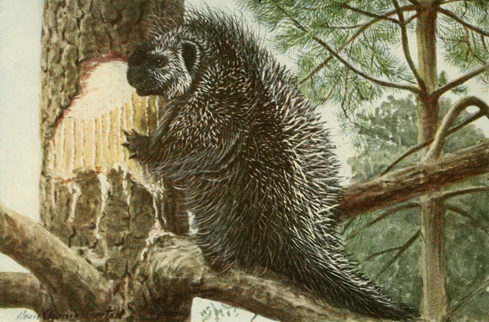 Wild Animals of N America 1918 Porcupine Canvas Art - LA Fuertes (24 x 36)