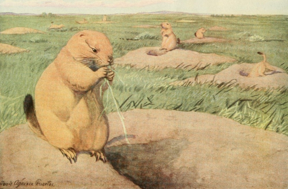 Wild Animals of N America 1918 Prairie-dog Canvas Art - LA Fuertes (24 x 36)