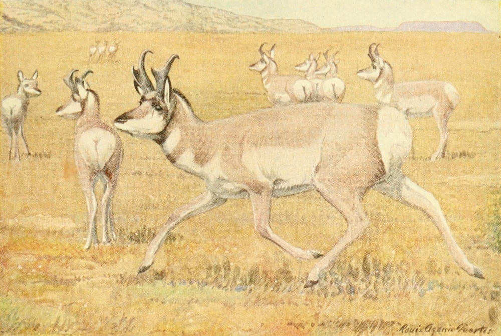 Wild Animals of N America 1918 Prong-horn Antelope Canvas Art - LA Fuertes (18 x 24)