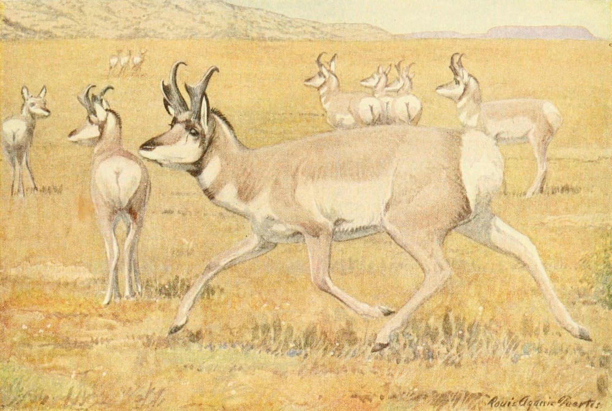 Wild Animals of N America 1918 Prong-horn Antelope Canvas Art - LA Fuertes (24 x 36)
