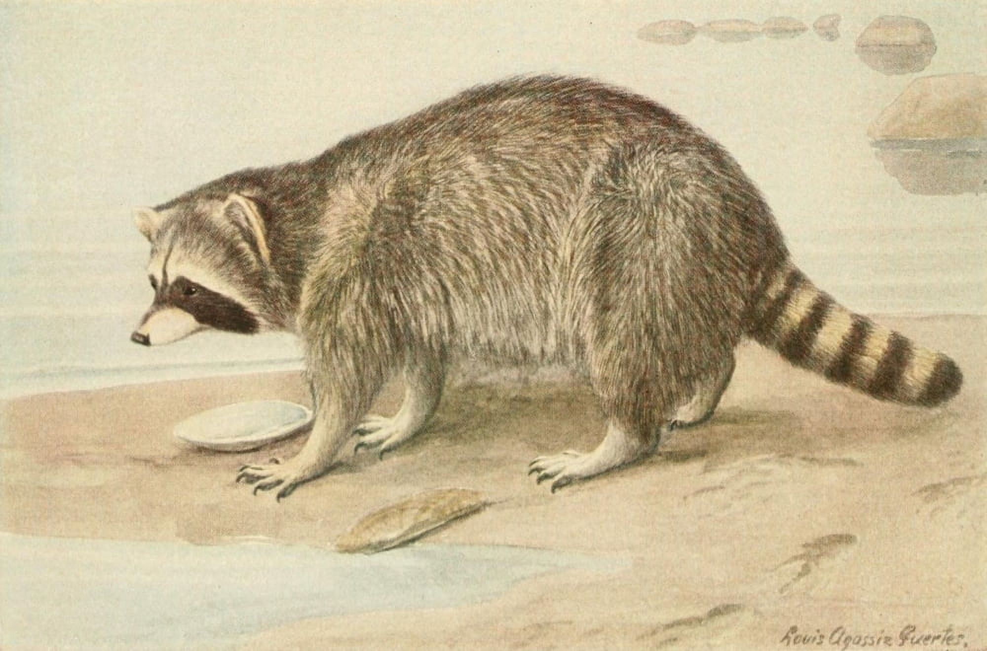 Wild Animals of N America 1918 Racoon Canvas Art - LA Fuertes (18 x 24)