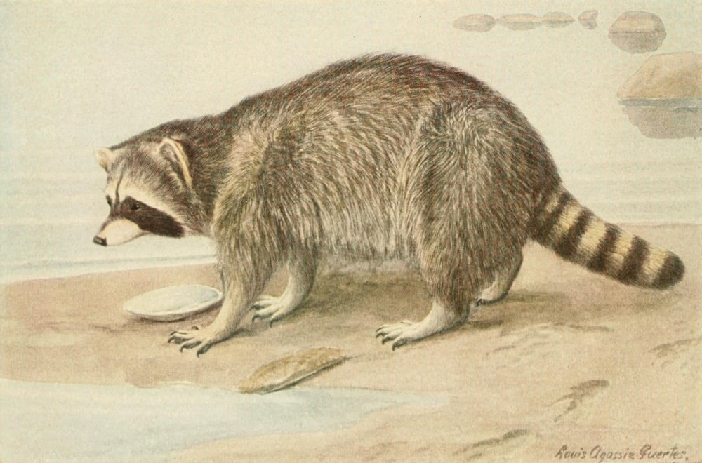 Wild Animals of N America 1918 Racoon Canvas Art - LA Fuertes (24 x 36)