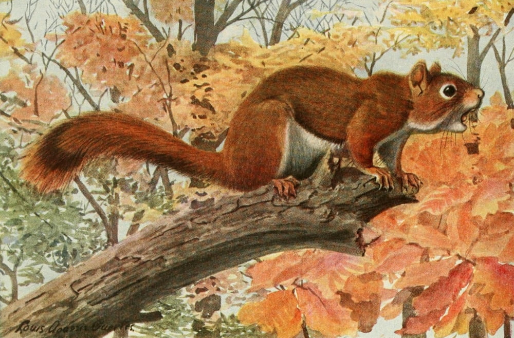 Wild Animals of N America 1918 Red Squirrel Canvas Art - LA Fuertes (24 x 36)