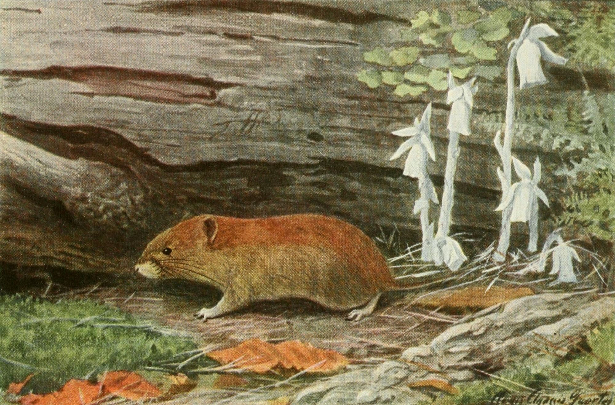 Wild Animals of N America 1918 Red-backed Mouse Canvas Art - LA Fuertes (18 x 24)