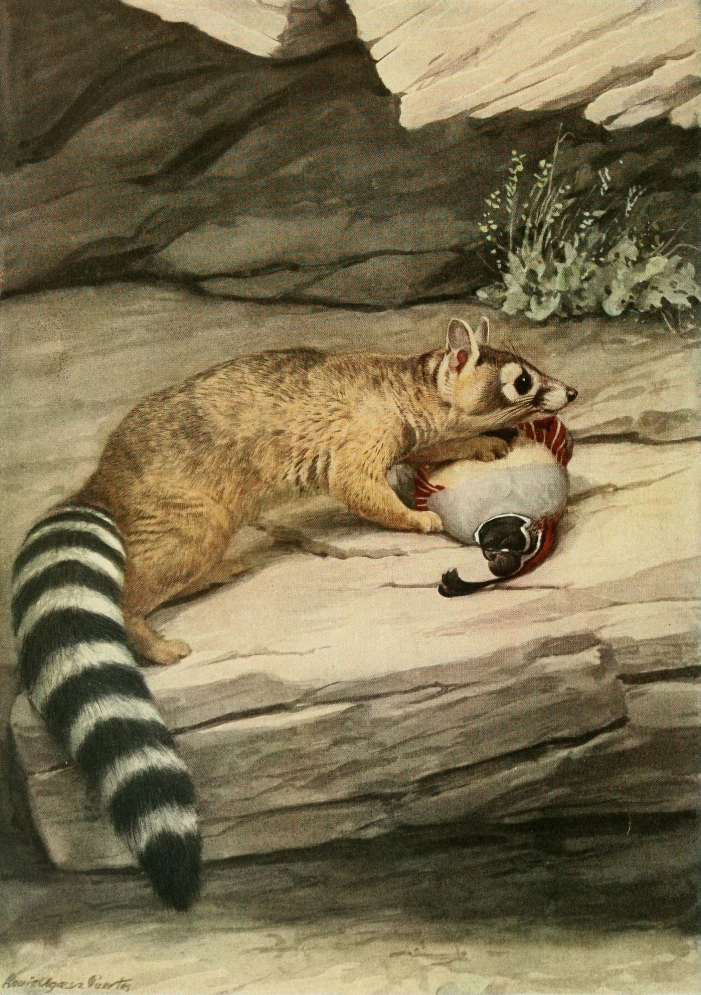 Wild Animals of N America 1918 Ring-tailed Cat Canvas Art - LA Fuertes (24 x 36)