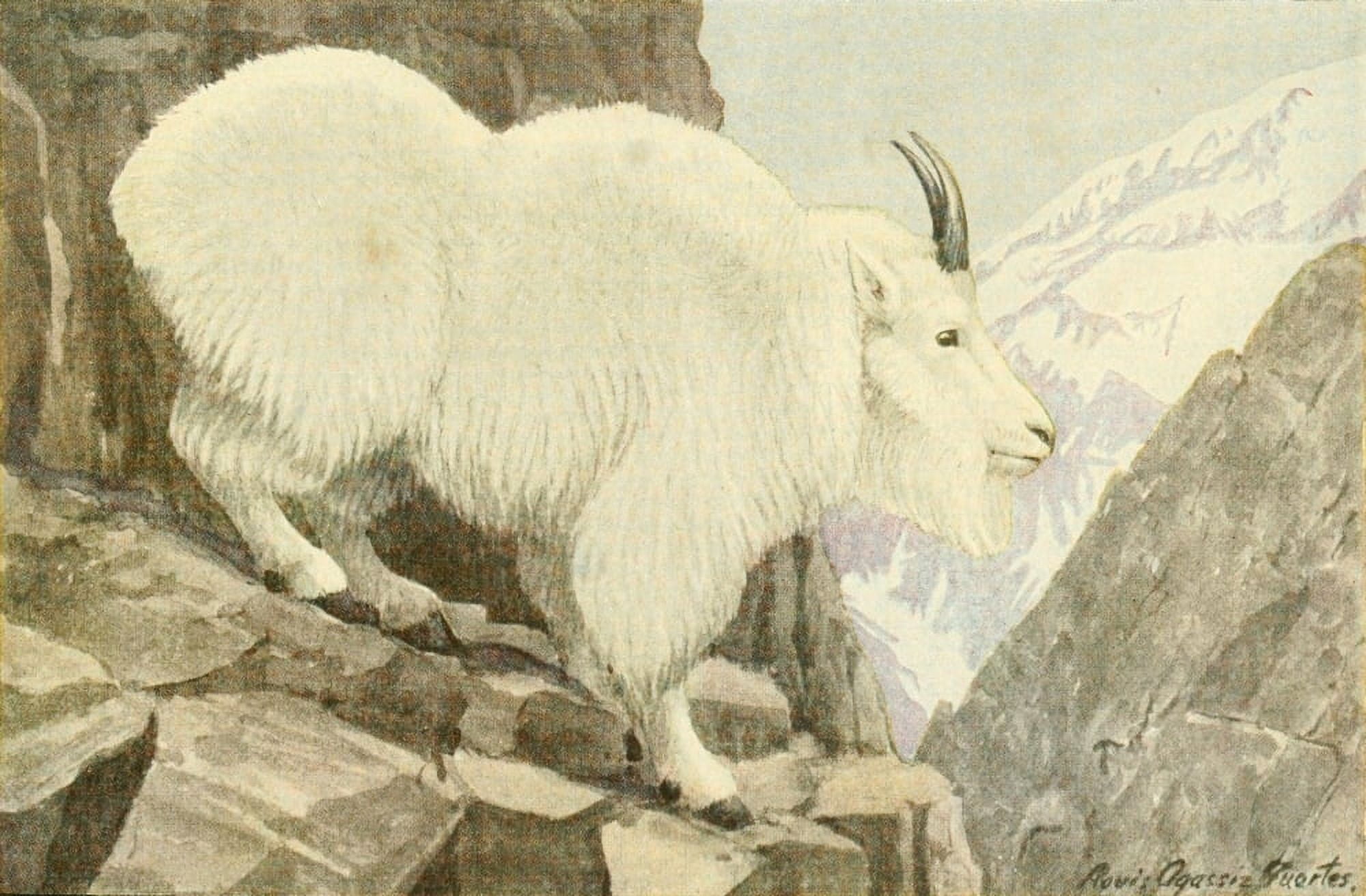 Wild Animals of N America 1918 Rocky Mountain Goat Canvas Art - LA Fuertes (24 x 36)