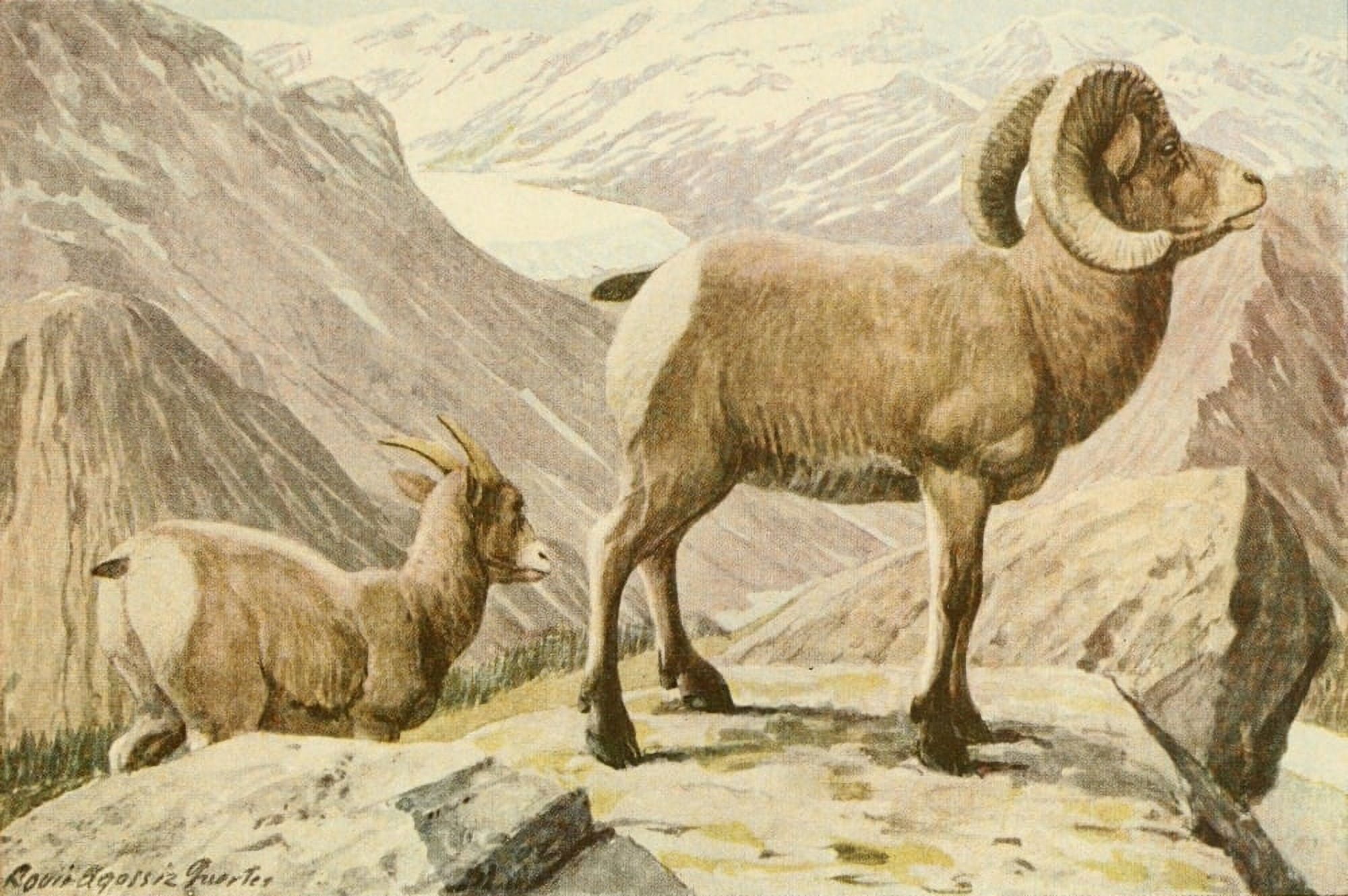Wild Animals of N America 1918 Rocky Mountain Sheep Canvas Art - LA Fuertes (18 x 24)