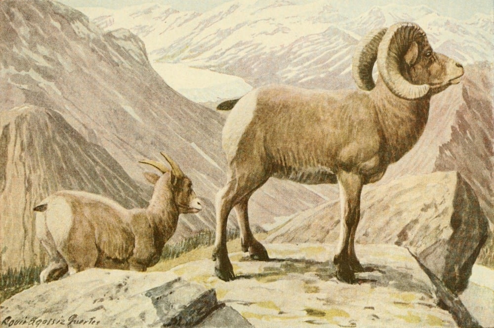 Wild Animals of N America 1918 Rocky Mountain Sheep Canvas Art - LA Fuertes (24 x 36)