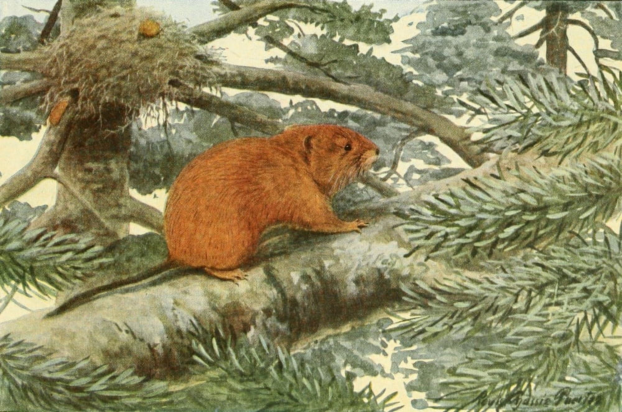 Wild Animals of N America 1918 Rufous Tree Mouse Canvas Art - LA Fuertes (18 x 24)