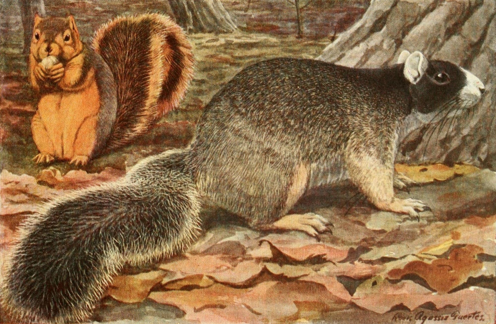 Wild Animals of N America 1918 Rusty Fox & Fox Squirrel Canvas Art - LA Fuertes (24 x 36)