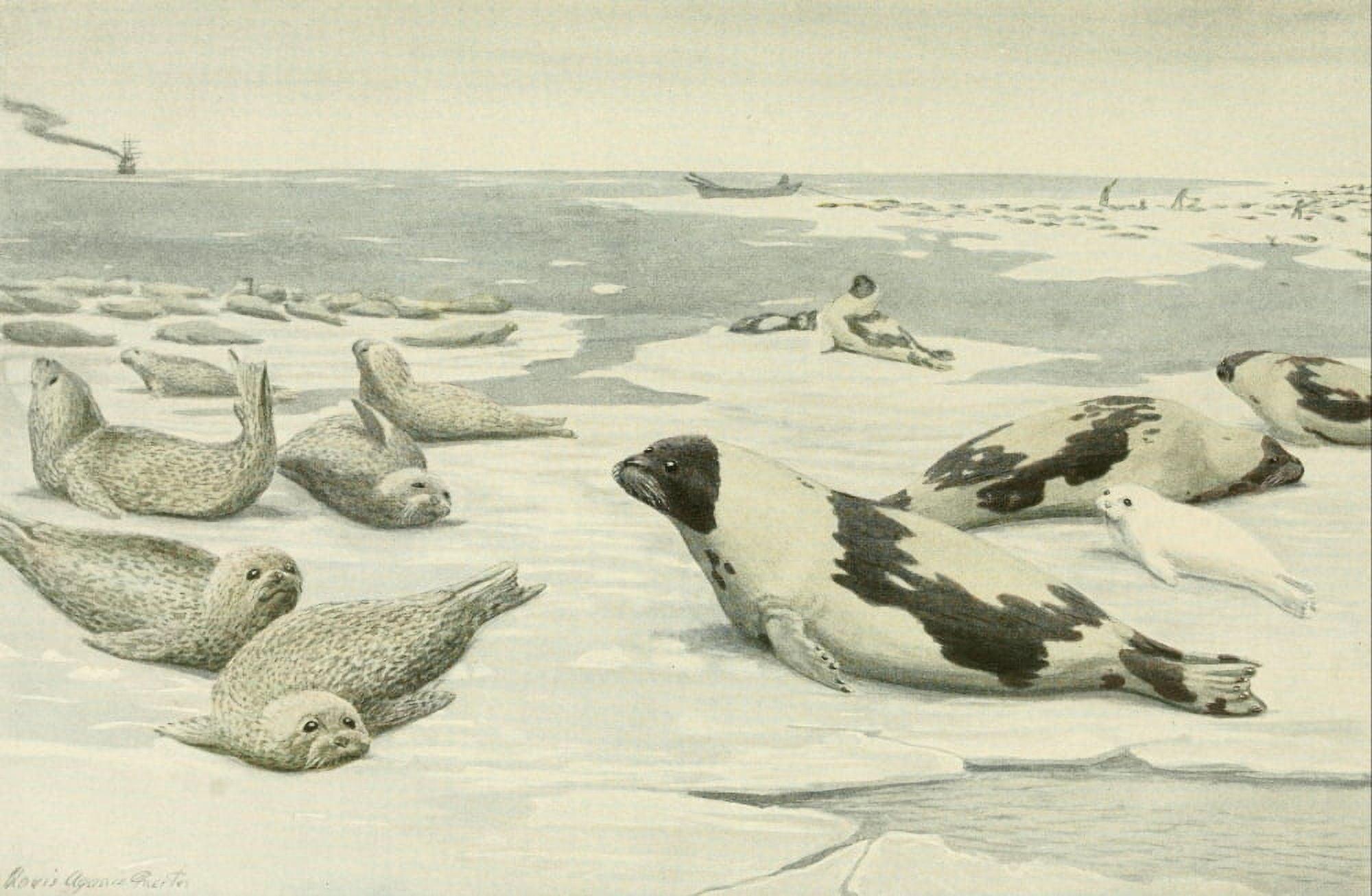 Wild Animals of N America 1918 Seals Canvas Art - LA Fuertes (18 x 24)