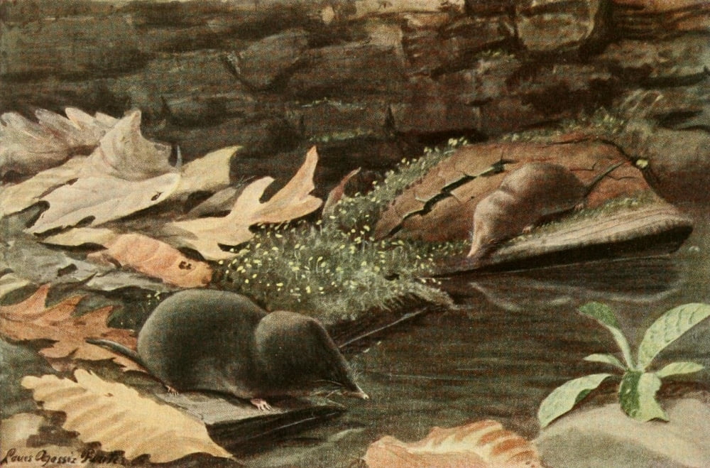 Wild Animals of N America 1918 Shrews Canvas Art - LA Fuertes (18 x 24)