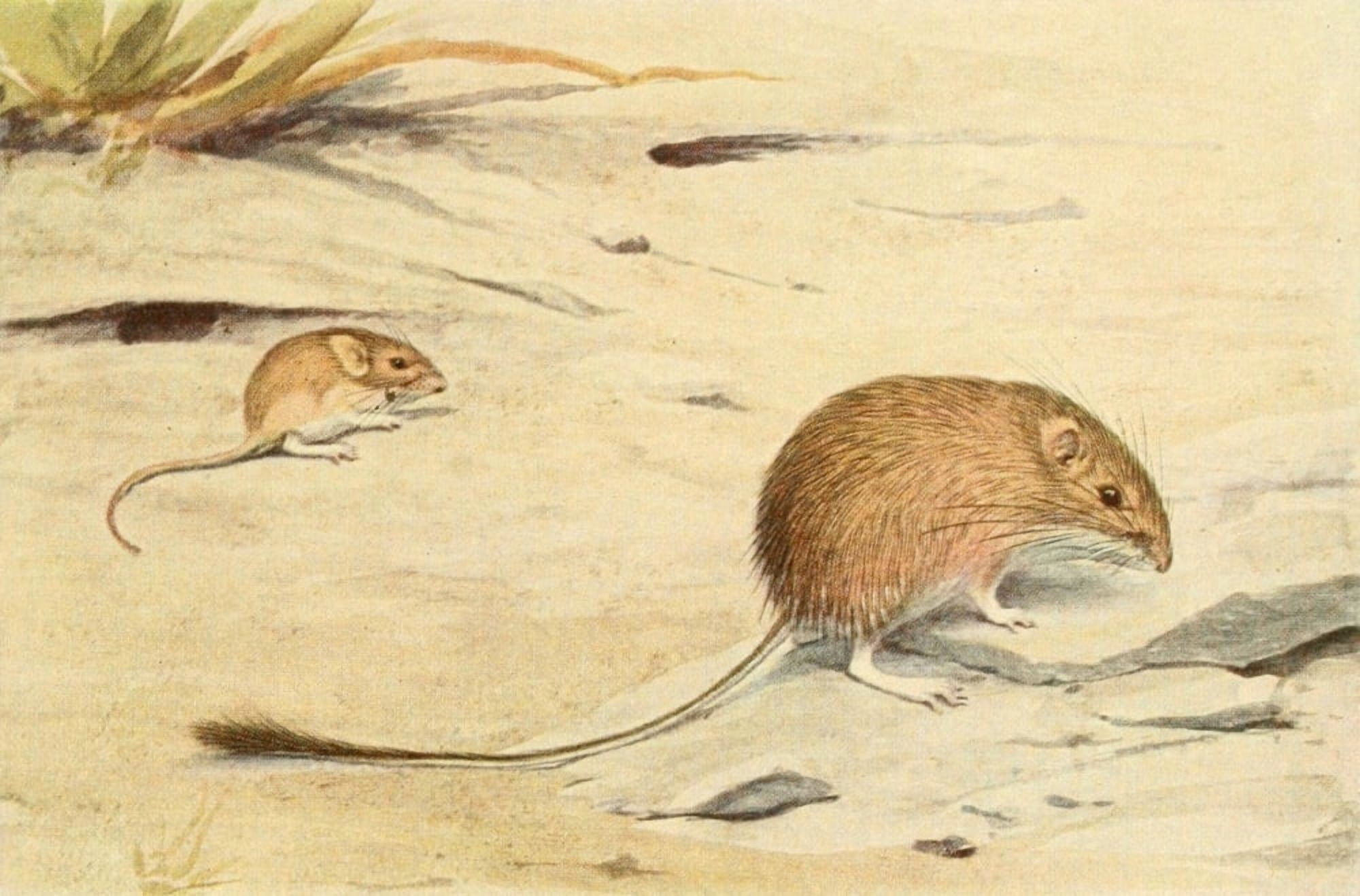 Wild Animals of N America 1918 Silky & Spiny Pocket Mouse Canvas Art - LA Fuertes (18 x 24)