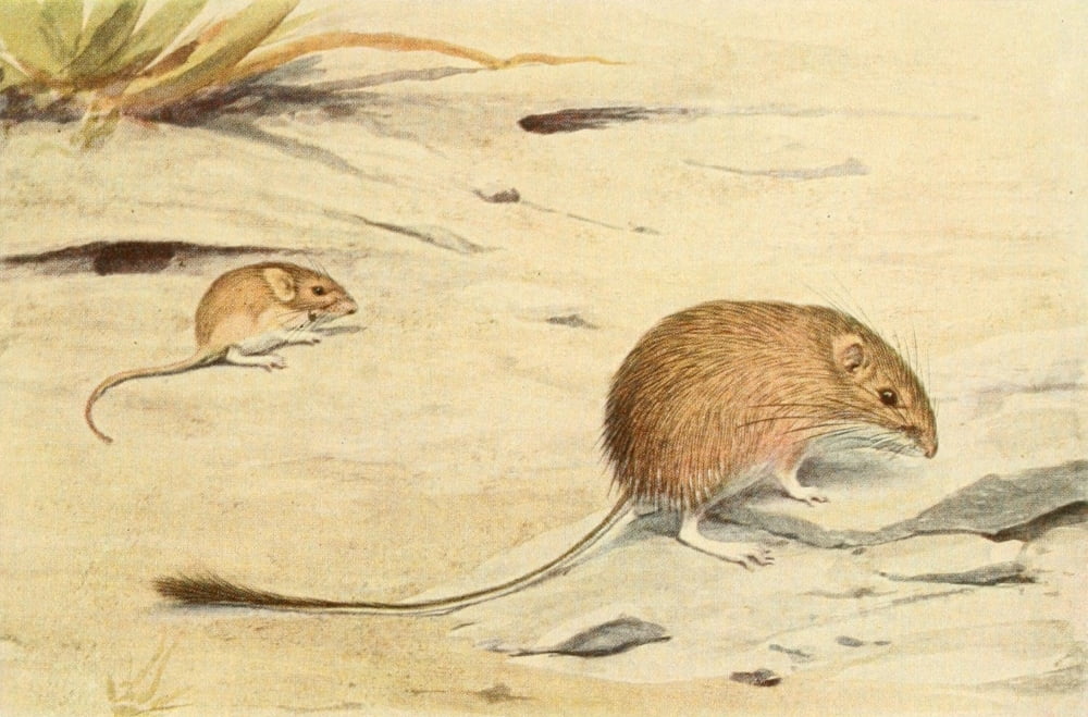 Wild Animals of N America 1918 Silky & Spiny Pocket Mouse Canvas Art - LA Fuertes (24 x 36)