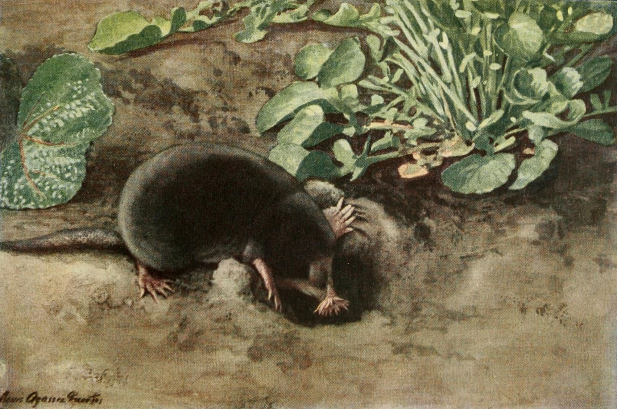 Wild Animals of N America 1918 Star-nosed Mole Canvas Art - LA Fuertes (24 x 36)