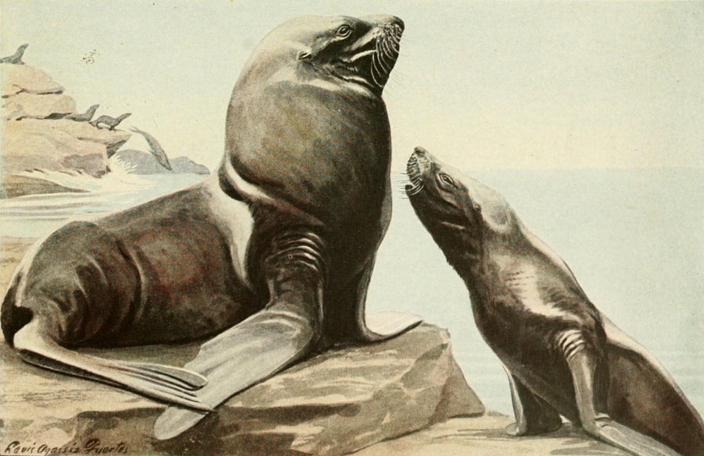 Wild Animals of N America 1918 Steller Sea Lion Canvas Art - LA Fuertes (24 x 36)