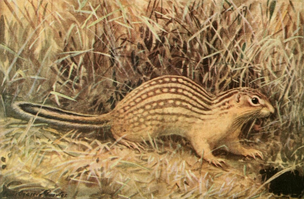 Wild Animals of N America 1918 Striped Ground Squirrel Canvas Art - LA Fuertes (18 x 24)