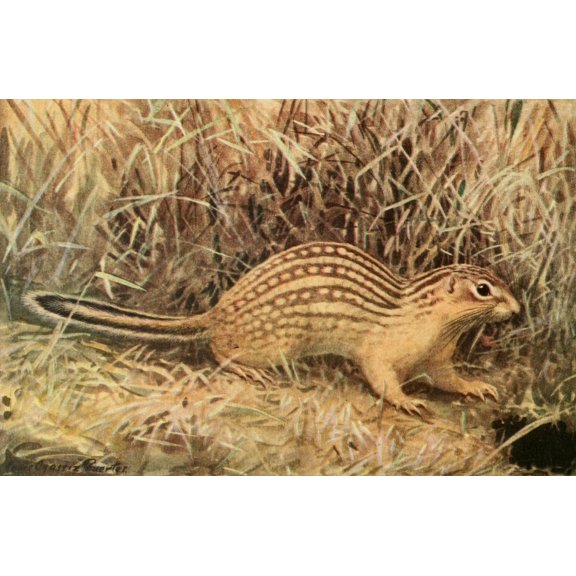 Wild Animals of N America 1918 Striped Ground Squirrel Canvas Art - LA Fuertes (24 x 36)
