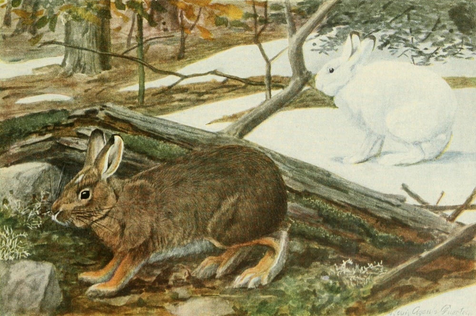 Wild Animals of N America 1918 Varying Hare Canvas Art - LA Fuertes (24 x 36)