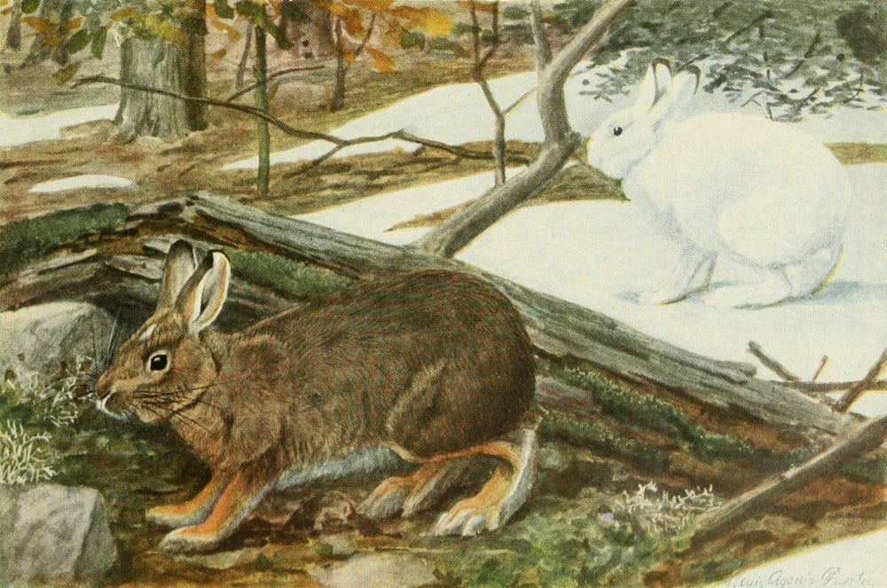 Wild Animals of N America 1918 Varying Hare or Snowshoe Rabbit Canvas Art - LA Fuertes (18 x 24)