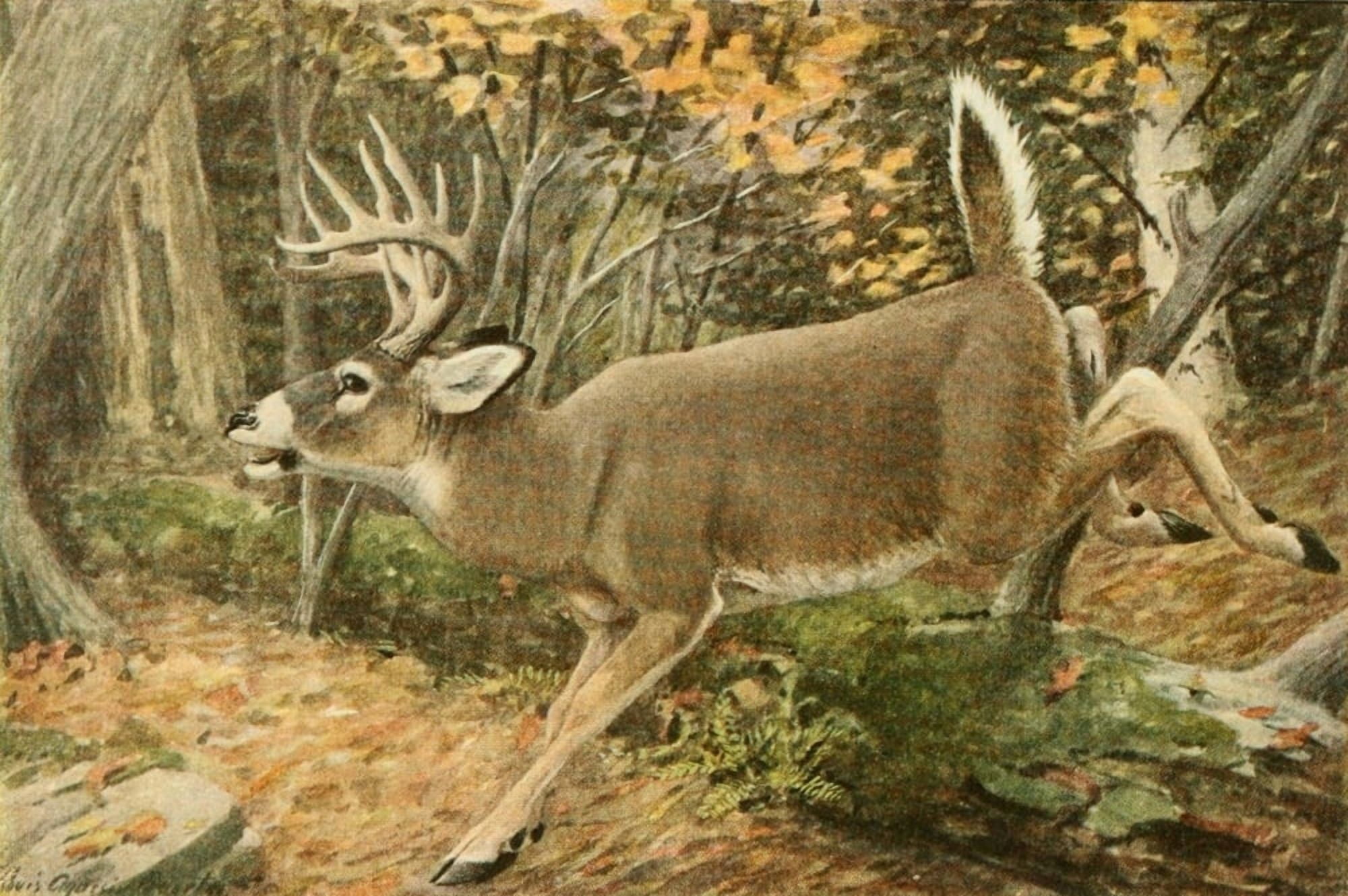 Wild Animals of N America 1918 Virginia or White-tailed Deer Canvas Art - LA Fuertes (24 x 36)