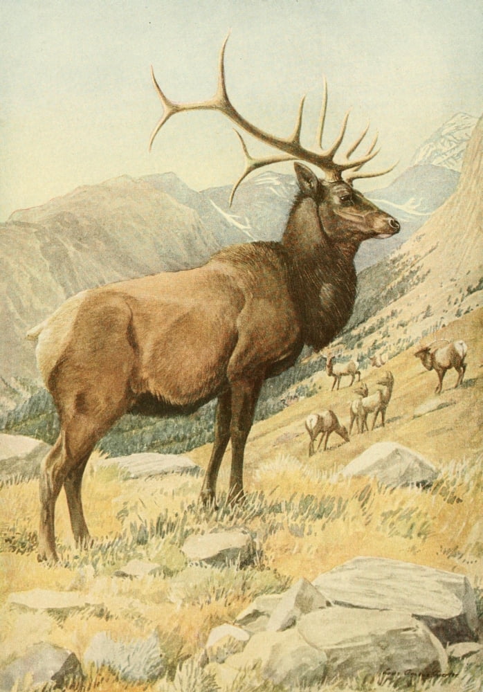 Wild Animals of N America 1918 Wapiti or American Elk Canvas Art - LA Fuertes (24 x 36)