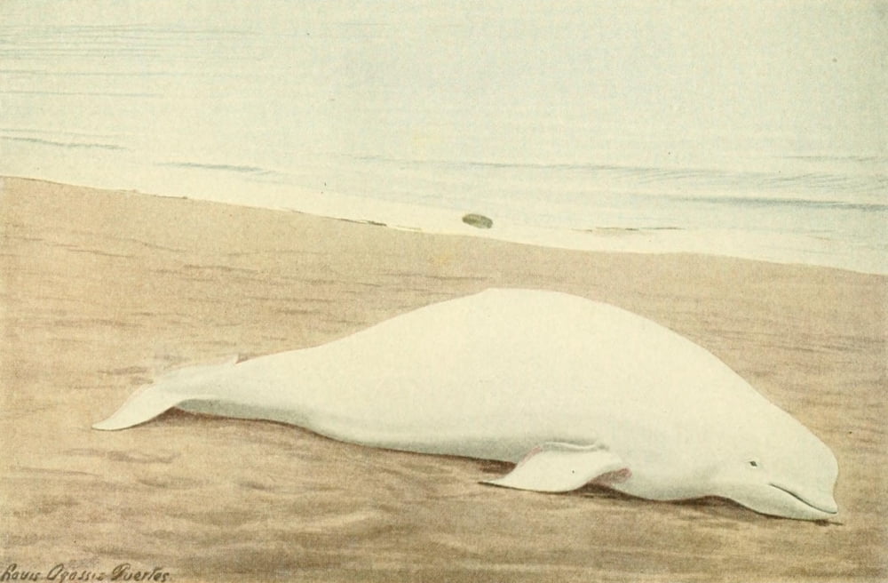 Wild Animals of N America 1918 White Whale or Beluga Canvas Art - LA Fuertes (18 x 24)