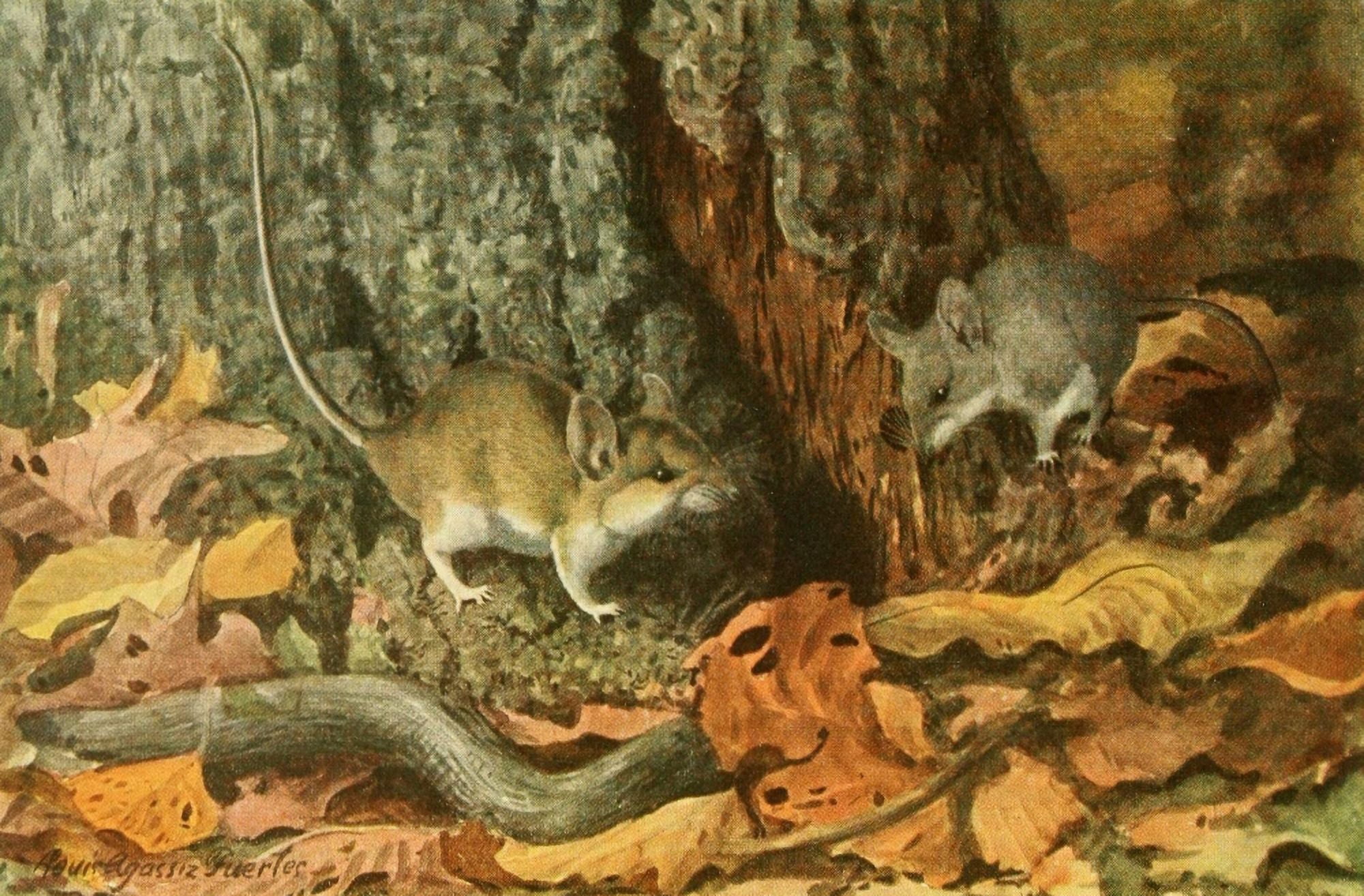 Wild Animals of N America 1918 White-footed Mouse Canvas Art - LA Fuertes (24 x 36)