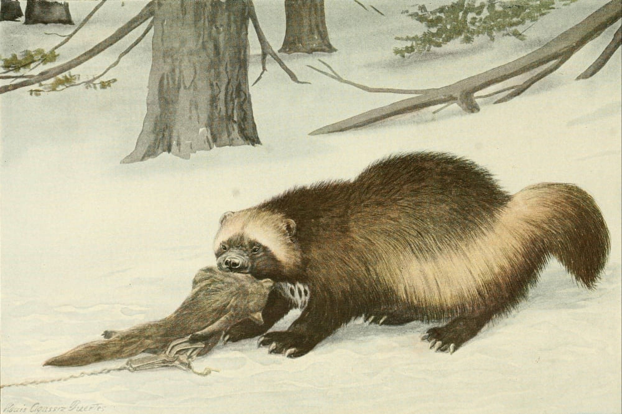 Wild Animals of N America 1918 Wolverine Canvas Art - LA Fuertes (18 x 24)