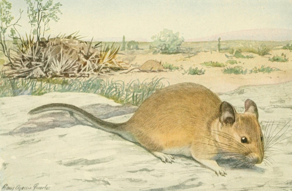 Wild Animals of N America 1918 Wood Rat Canvas Art - LA Fuertes (18 x 24)