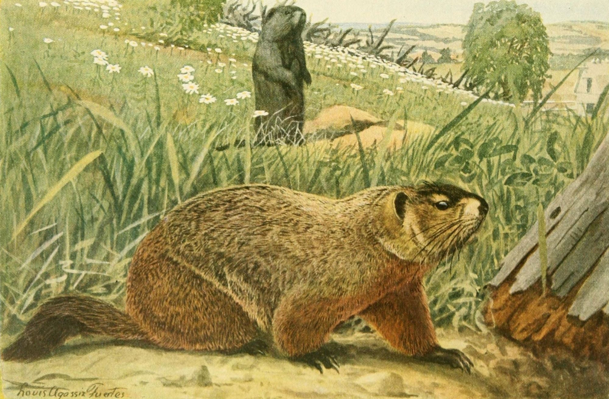 Wild Animals of N America 1918 Woodchuck or Marmot Canvas Art - LA Fuertes (24 x 36)