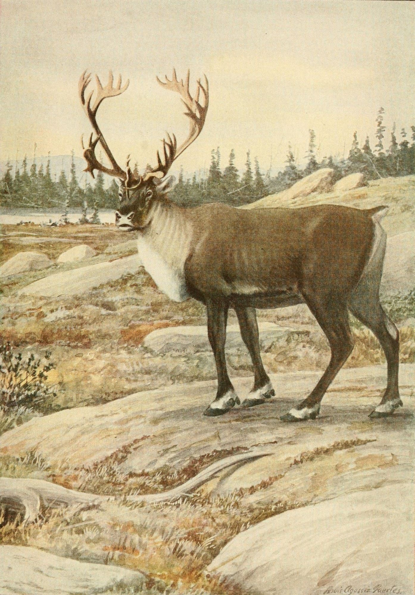 Wild Animals of N America 1918 Woodland Caribou Canvas Art - LA Fuertes (24 x 36)