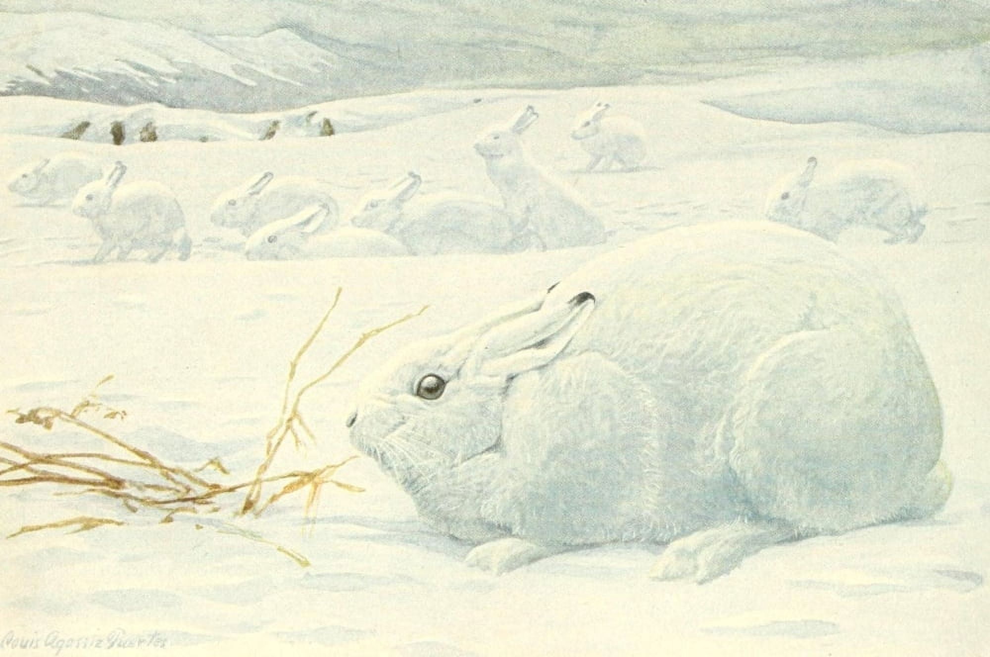 Wild Animals of North America 1918 Arctic Hare Canvas Art - Louis Agassiz Fuertes (24 x 36)