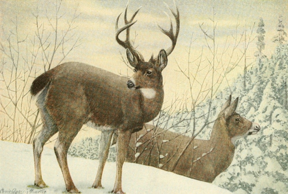 Wild Animals of North America 1918 Black-Tailed Deer Canvas Art - LA Fuertes (24 x 36)