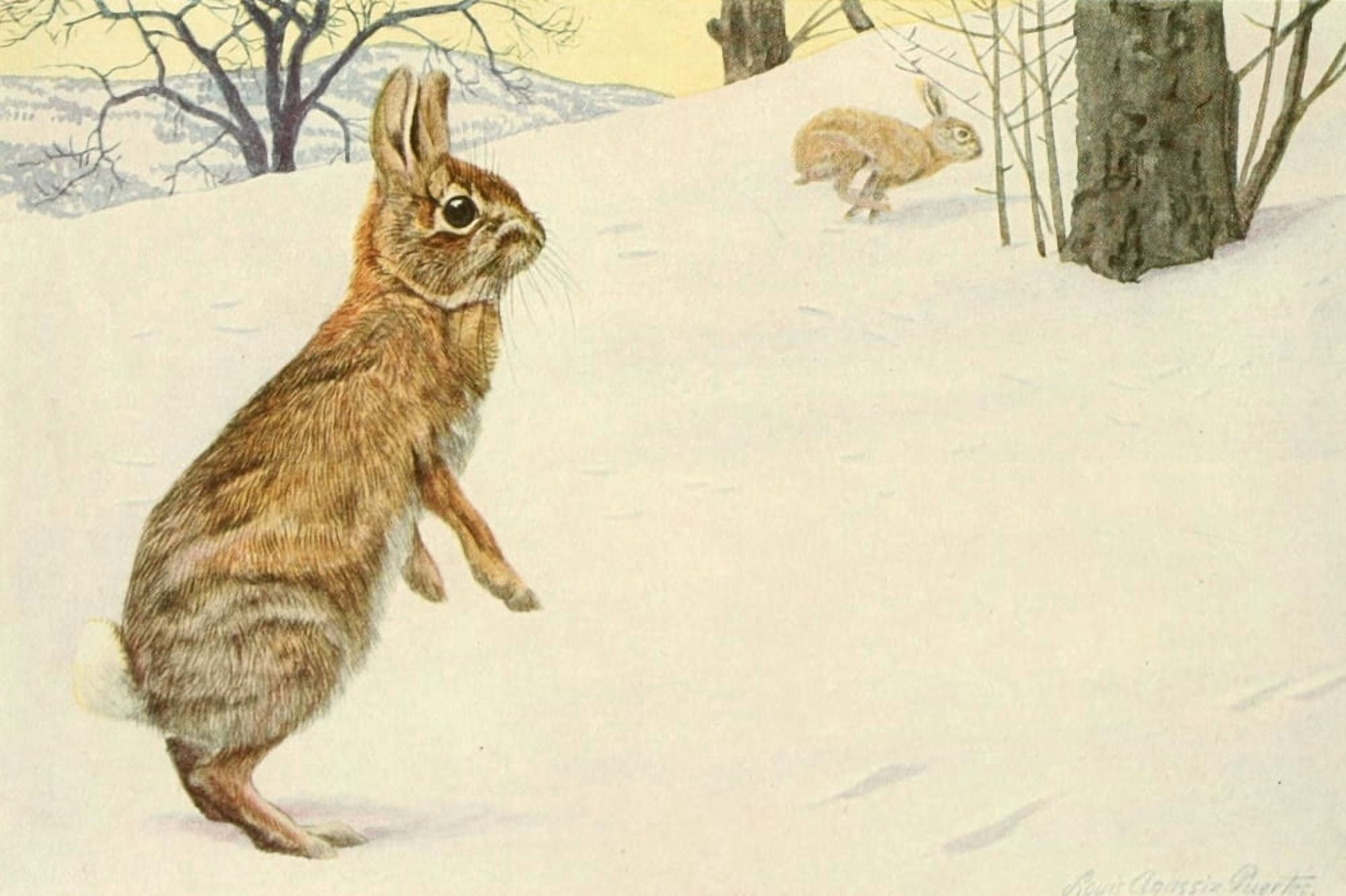 Wild Animals of North America 1918 Cottontail Rabbit Canvas Art - Louis Agassiz Fuertes (18 x 24)